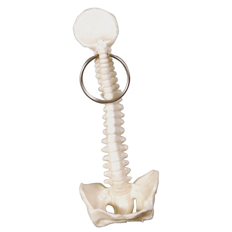 Spine and Pelvis Bone Keyring