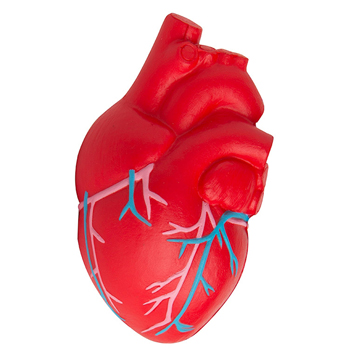 Anatomic Heart with Veins Squeezies Stress Reliever